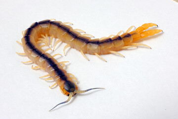 ultra macro photo of the body of Centipedes arthropod