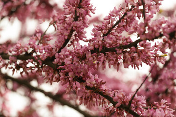 pink cercis blossom