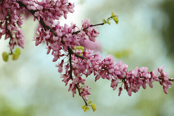 pink cercis blossom