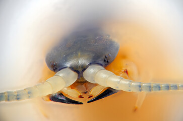 macro photo of the head of Centipedes arthropod