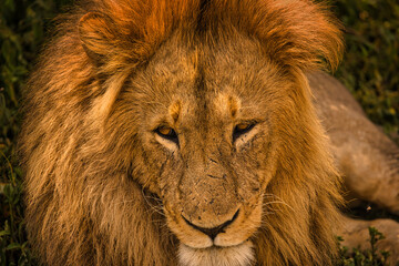 Löwe in Portrait Aufnahme