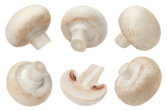 Collection of fresh champignon mushrooms, cut out