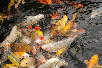 A large group of koi carp thrashing about in their pool.