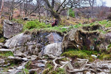 dog hiking and scrambling through trees and rocks 