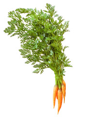 A bunch of carrots with leaves on a white background. Fresh vegetables. Isolated. Space for copying.
