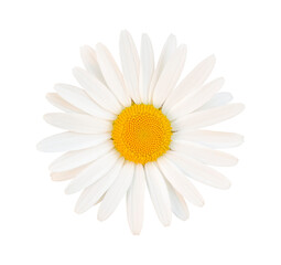 Flower, chamomile isolated on a white background. View from above. Close-up. Copy space
