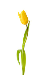 Yellow tulip, flower isolated on a white background. Copy space
