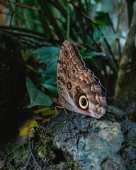 farfalla su una pietra in un giardino