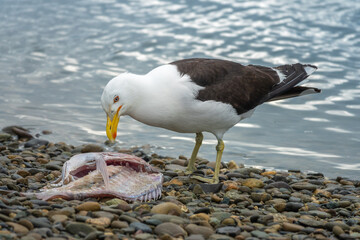 Southern black-backed gull (Larus dominicanus) (Karoro), Abel Tasman National Park, South Island, New Zealand