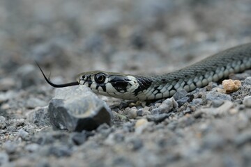 Close-up shot of a grass snake on the rocks