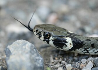 Close-up shot of a grass snake on the rocks