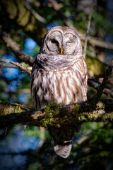 Barred owl perched in a tree at Swan Lake, Victoria, BC Canada