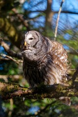 Barred owl perched in a tree at Swan Lake, Victoria, BC Canada