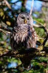 Barred owl perched in a tree at Swan Lake, Victoria, BC Canada