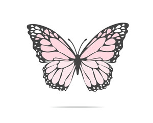 Fototapeta na wymiar butterfly illustration
