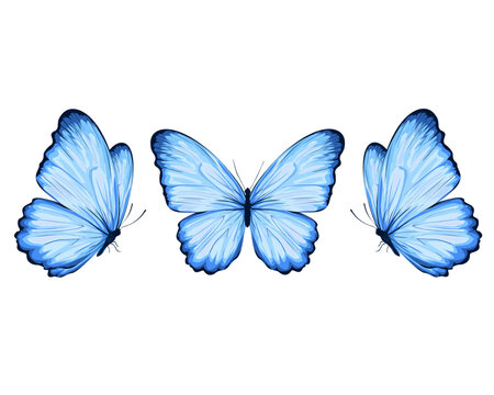 blue buterfly hand drawn design vector