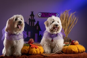 Two adorable little dogs wearing festive Halloween costumes next to pumpkins
