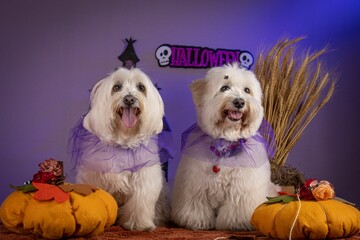 Adorable little dogs wearing festive Halloween costumes next to pumpkins