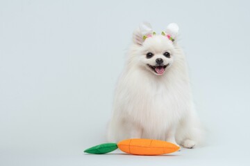 Adorable Spitz wearing bunny ears headband next to a carrot, Easter-themed decorations