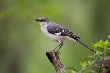 mockingbird