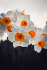 Fototapeta premium Vibrant, colorful display of yellow and white narcissus flowers with green stems