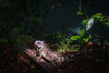 Sunlit Iguana in the Shade of the Jungle