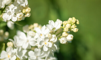 White flowers of spring blooming lilac close up. Natural spring image. Selective focus.
