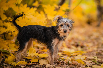 Black dog mestizo yorkshire terrier and toy terrier among autumn leaves.