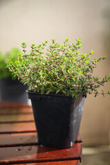 thyme in pot spice indoor plant  healthy food snack on the table copy space food background rustic top view