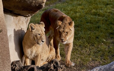 Majestic African lions basking in the sun while lounging in a grassy field