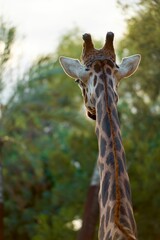 Vertical shot of a giraffe peering over its long neck, surveying its surroundings