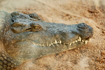 Obraz premium Large crocodile resting on the ground with its head raised up, facing forward
