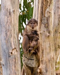 Primates perched in a lush tree overlooking a verdant landscape