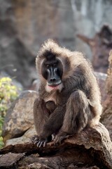 Drill monkey perched atop a large grey rock in an outdoor setting, overlooking a riverbank