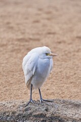 Cattle egret perched atop a rocky outcrop in a vast open field, the area is composed of sandy soil