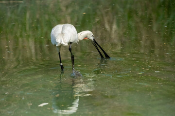 Eurasian spoonbill