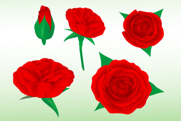 set realistic red roses flower isolated - 3d illustration