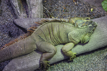 Green Iguanas Relaxing on a Tree Log and Photographed from Top View