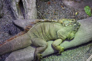 Green Iguanas Relaxing on a Tree Log and Photographed from Top View