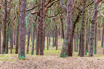 Obraz premium spring in the forest