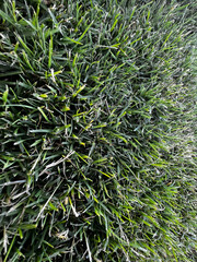 green grass texture
