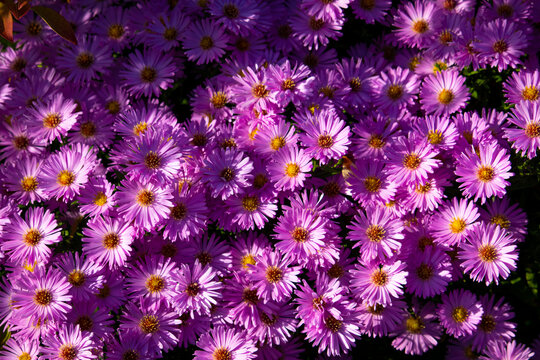 field of purple aster