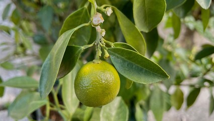 Small Green Lime with its leaves hanging on the branch of lime tree. Green Yellowish colot.