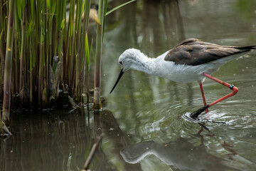 Black-winged stilt