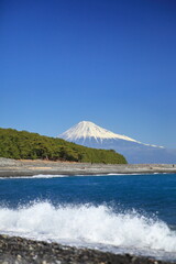 静岡県三保の松原と冠雪の富士山