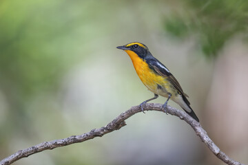 Beautiful narcissus flycatcher bird perched on a branch in tropical forest. - 595262125