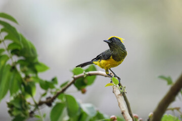 The sultan tit is an Asian forest bird with a yellow crest, dark bill, black upperparts plumage and yellow underparts.