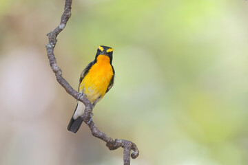 Beautiful narcissus flycatcher bird perched on a branch in tropical forest. - 595262131
