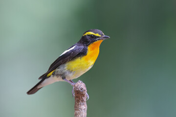Beautiful narcissus flycatcher bird perched on a branch in tropical forest. - 595262132
