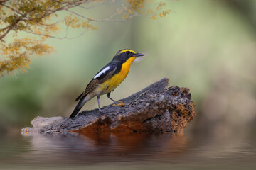 Beautiful narcissus flycatcher bird perched on a branch in tropical forest. - 595262136